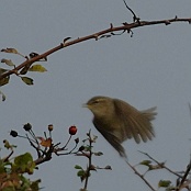 Raddes Warbler  "Phylloscopus schwarzi"